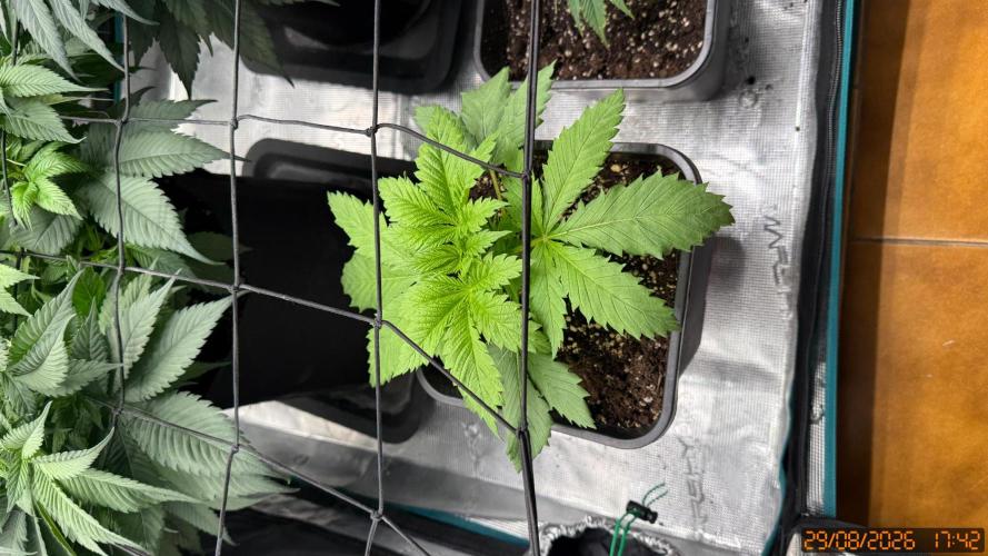 O.G. KUSH // NO VEG. Week 2
