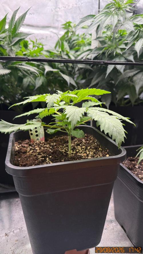 O.G. KUSH // NO VEG. Week 2