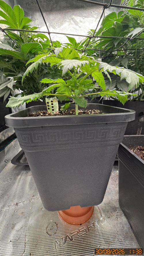 O.G. KUSH // NO VEG. Week 2