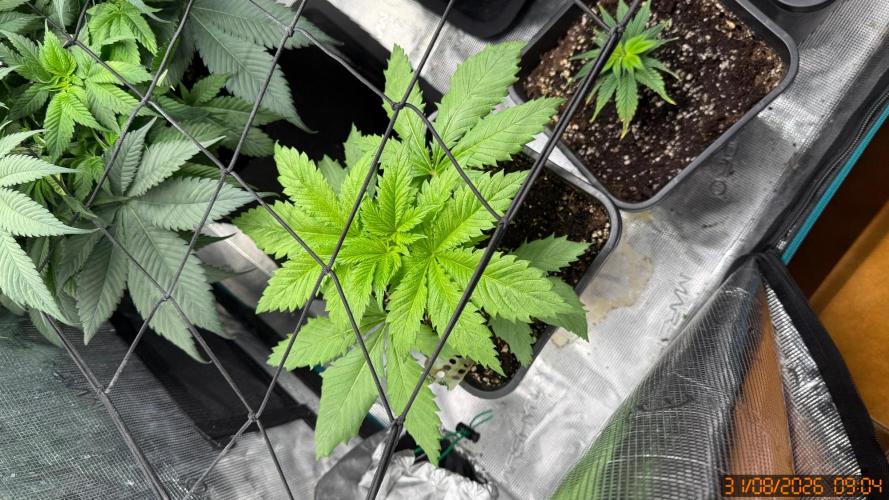 O.G. KUSH // NO VEG. Week 2