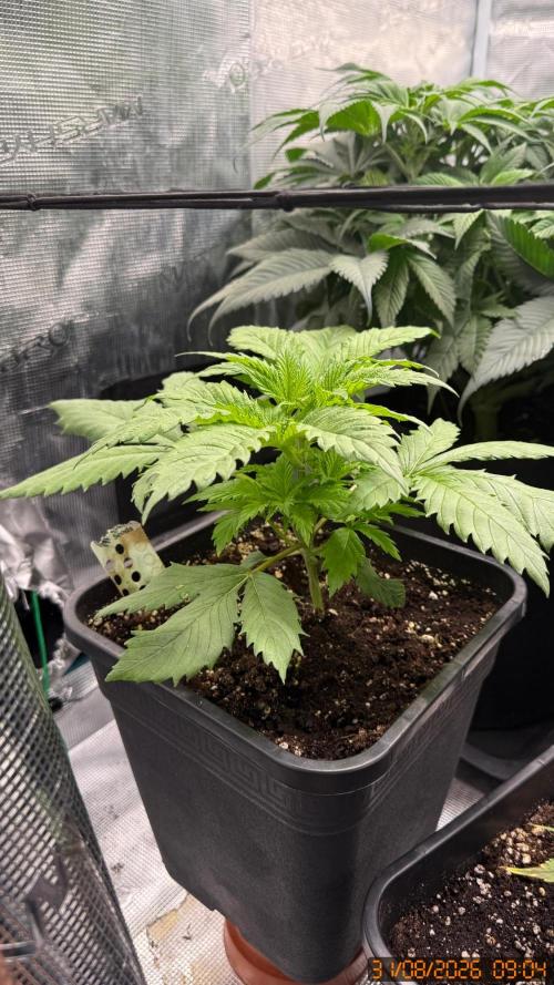 O.G. KUSH // NO VEG. Week 2