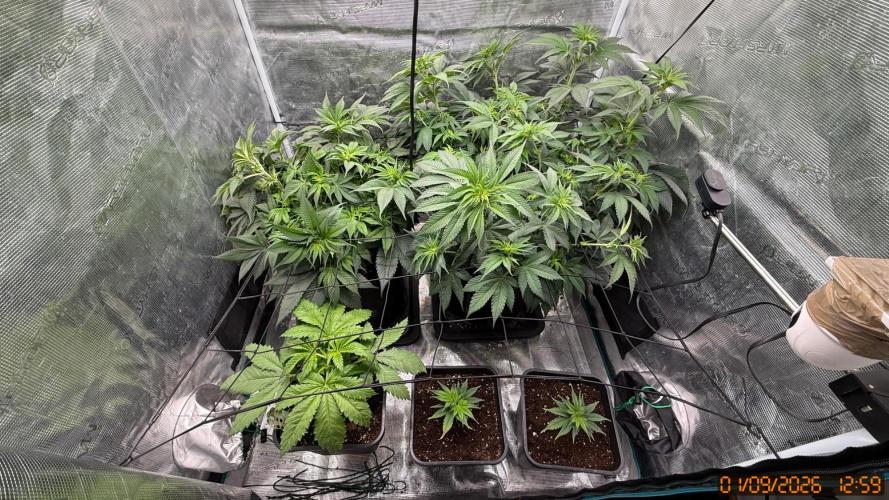 GT 100x100x180. Week 2