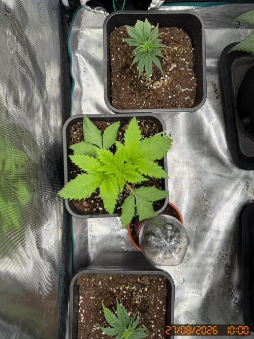 O.G. KUSH // NO VEG. Week 2