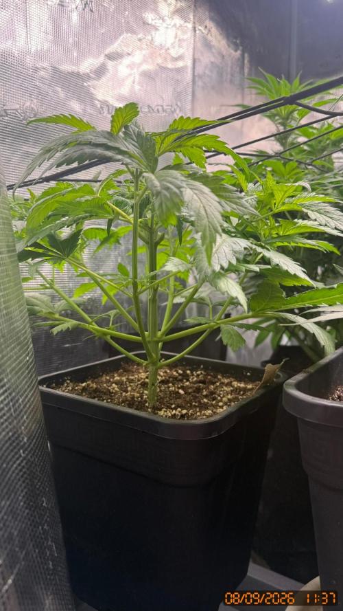 O.G. KUSH // NO VEG. Week 3