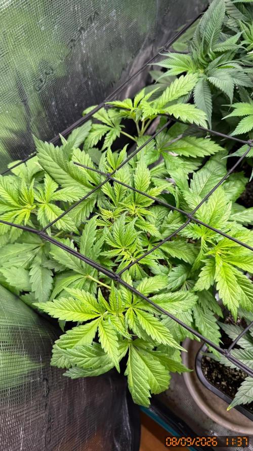 O.G. KUSH // NO VEG. Week 3