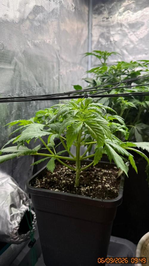 O.G. KUSH // NO VEG. Week 3