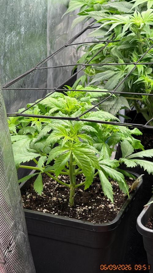 O.G. KUSH // NO VEG. Week 3