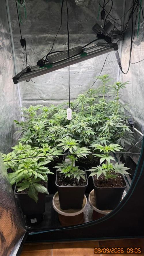 Girl Scoot Cookies as a beginner grower. Week 8
