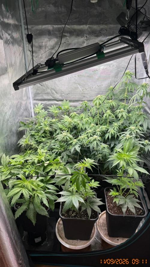 Girl Scoot Cookies as a beginner grower. Week 8