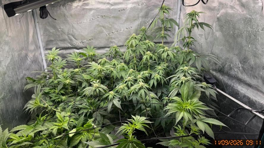 Girl Scoot Cookies as a beginner grower. Week 8