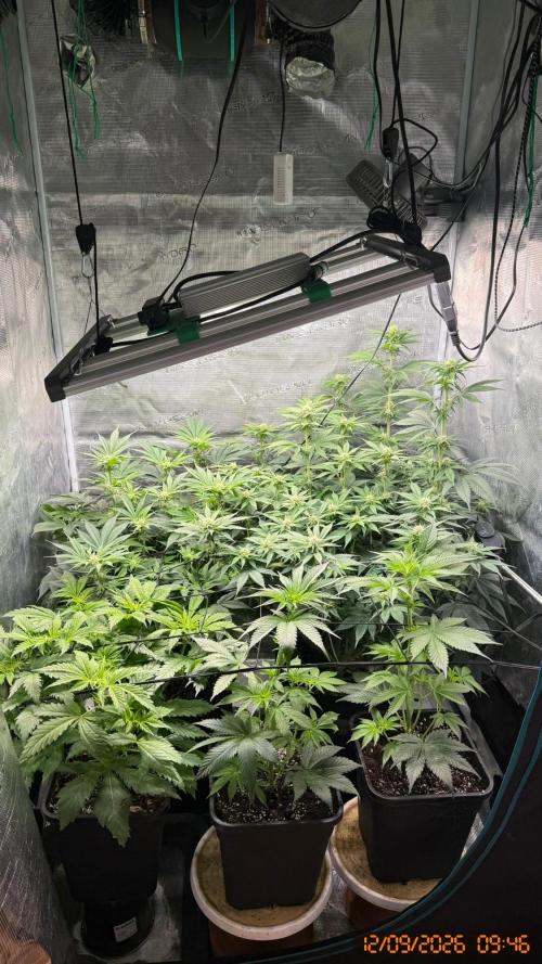 Girl Scoot Cookies as a beginner grower. Week 8