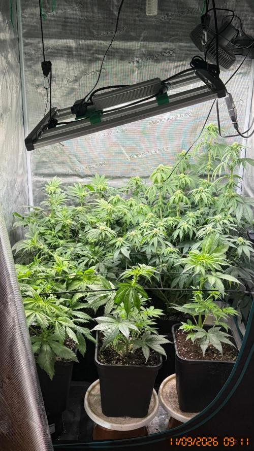 Girl Scoot Cookies as a beginner grower. Week 8