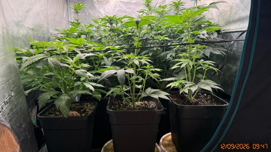 Girl Scoot Cookies as a beginner grower. Week 8