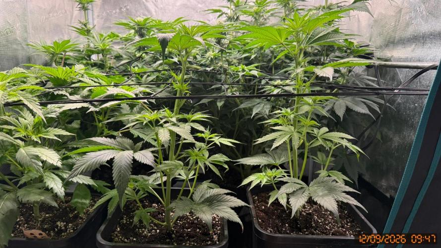 Girl Scoot Cookies as a beginner grower. Week 8