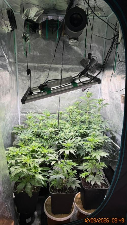 Girl Scoot Cookies as a beginner grower. Week 8