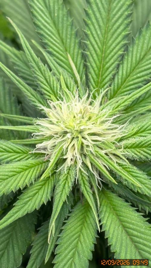 Girl Scoot Cookies as a beginner grower. Week 8