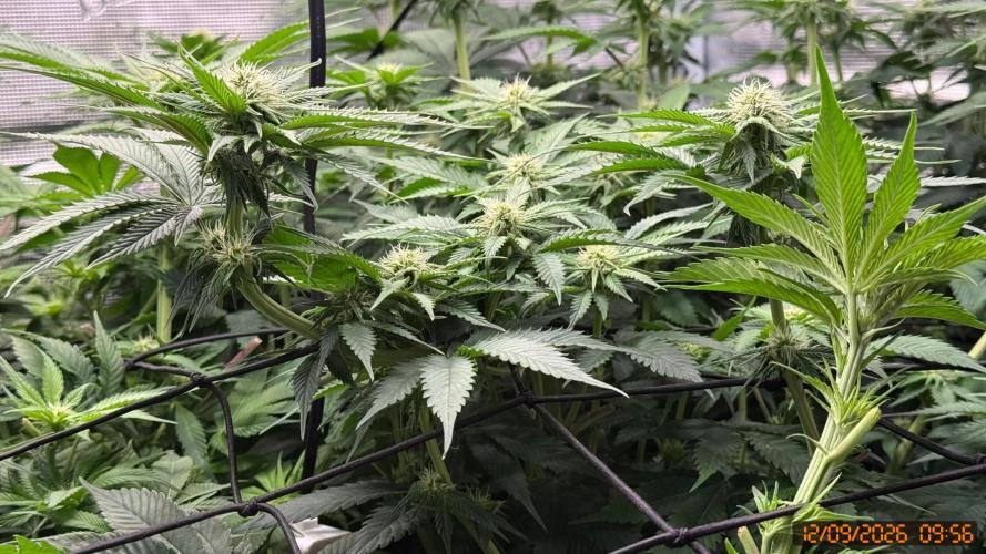 Girl Scoot Cookies as a beginner grower. Week 8