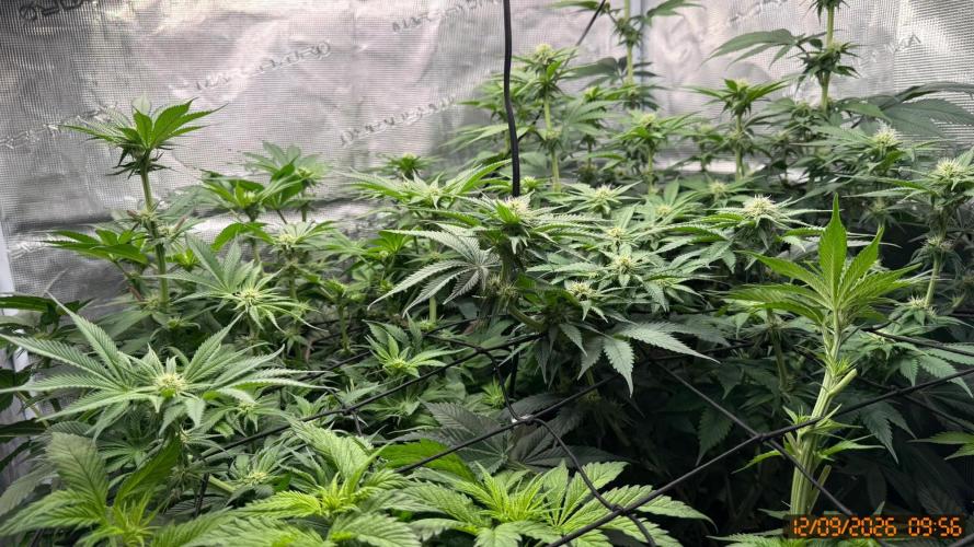 Girl Scoot Cookies as a beginner grower. Week 8