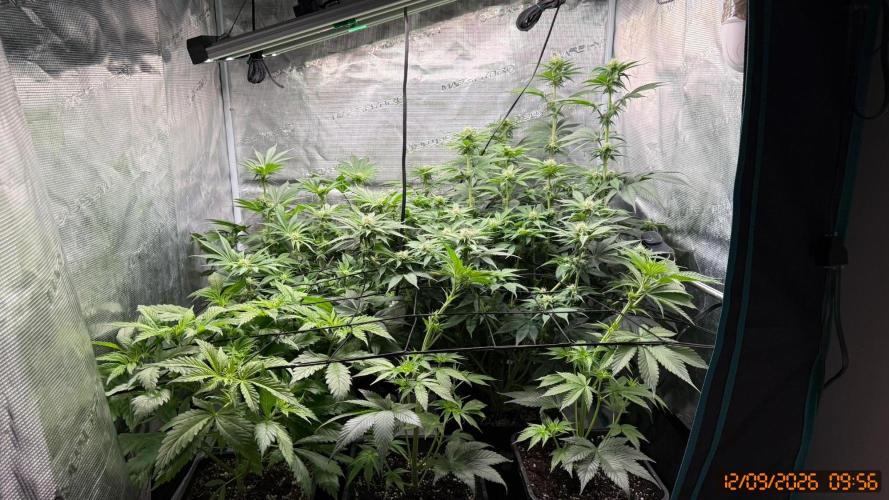 Girl Scoot Cookies as a beginner grower. Week 8