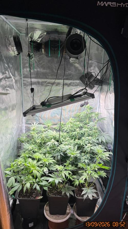 Girl Scoot Cookies as a beginner grower. Week 8
