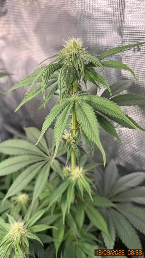 Girl Scoot Cookies as a beginner grower. Week 8