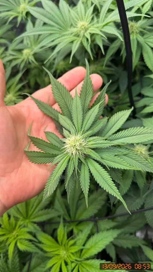 Girl Scoot Cookies as a beginner grower. Week 8