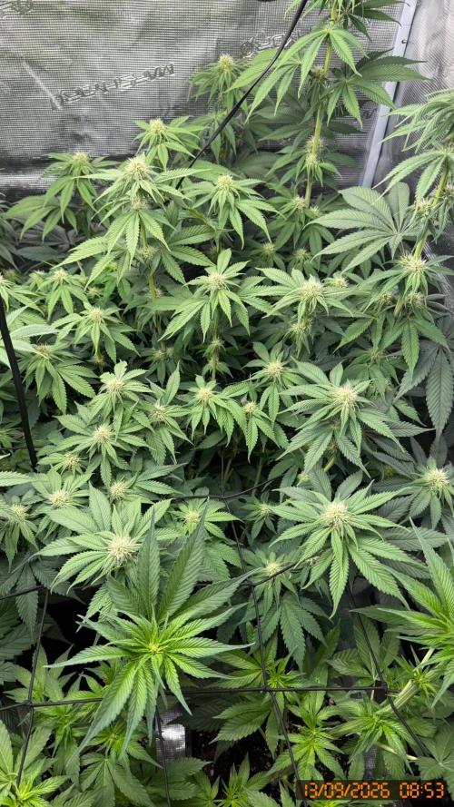 Girl Scoot Cookies as a beginner grower. Week 8