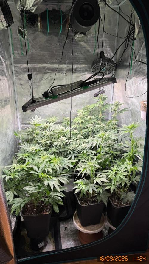 Girl Scoot Cookies as a beginner grower. Week 8