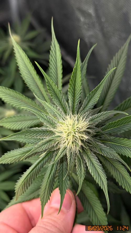 Girl Scoot Cookies as a beginner grower. Week 8