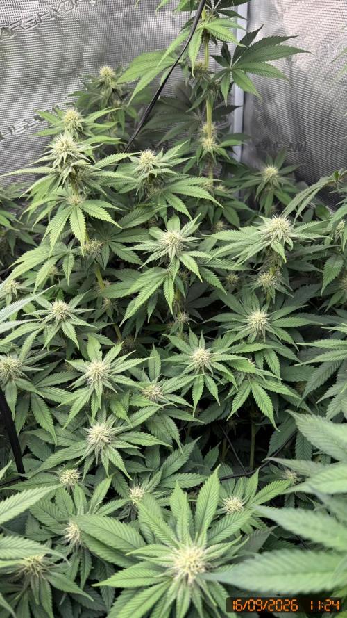 Girl Scoot Cookies as a beginner grower. Week 8
