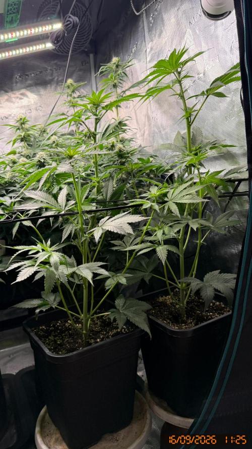 Girl Scoot Cookies as a beginner grower. Week 8