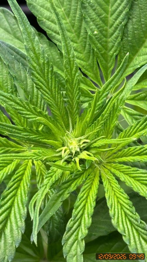 O.G. KUSH // NO VEG. Week 4