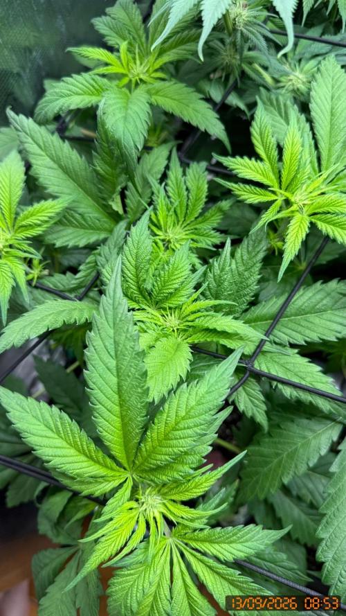 O.G. KUSH // NO VEG. Week 4
