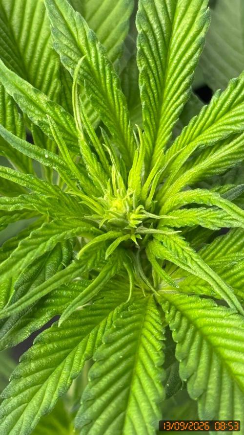 O.G. KUSH // NO VEG. Week 4