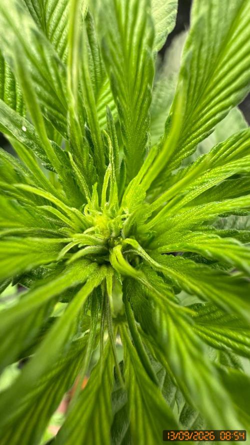 O.G. KUSH // NO VEG. Week 4