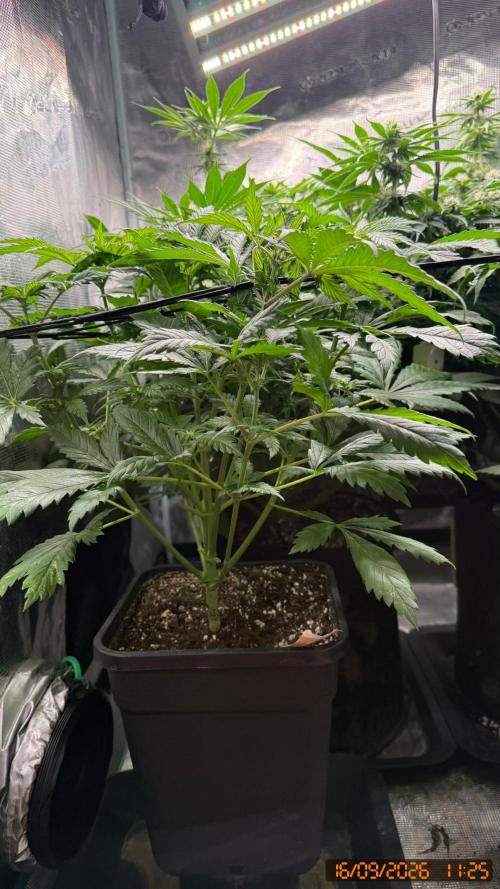 O.G. KUSH // NO VEG. Week 4