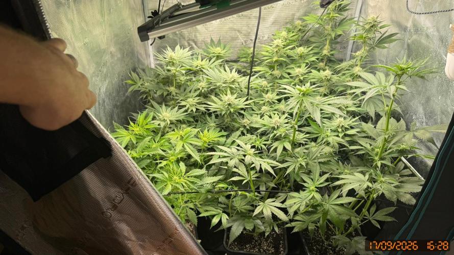 Girl Scoot Cookies as a beginner grower. Week 9