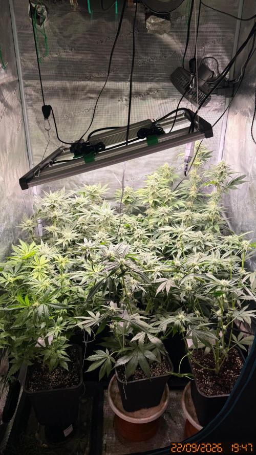 Girl Scoot Cookies as a beginner grower. Week 9