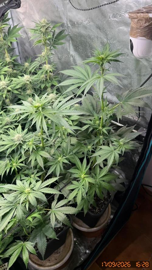 Girl Scoot Cookies as a beginner grower. Week 9