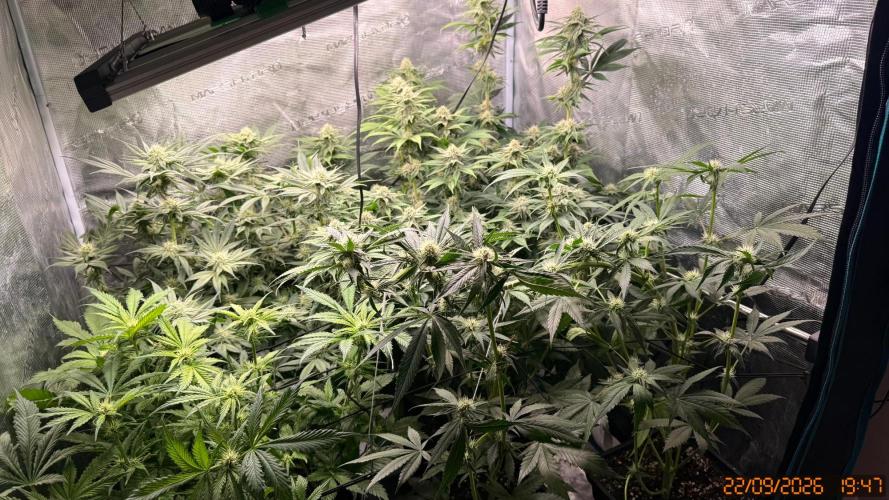 Girl Scoot Cookies as a beginner grower. Week 9