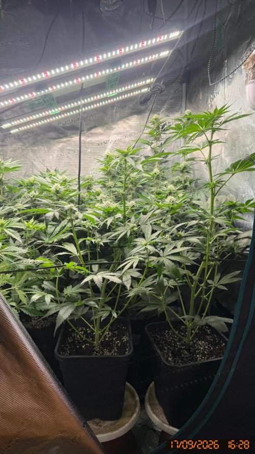 Girl Scoot Cookies as a beginner grower. Week 9
