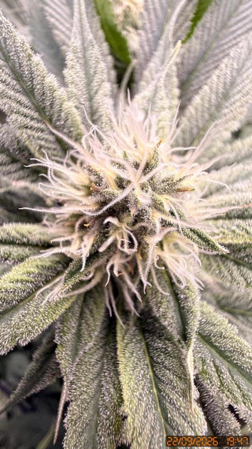 Girl Scoot Cookies as a beginner grower. Week 9