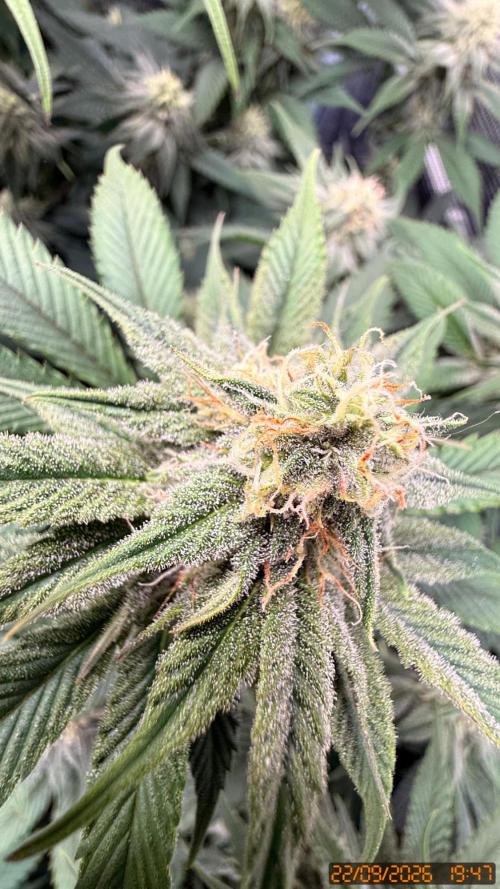 Girl Scoot Cookies as a beginner grower. Week 9