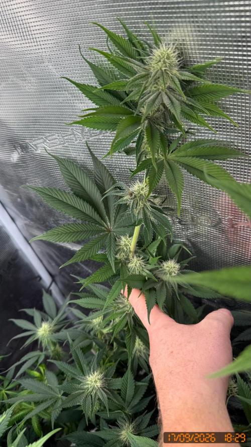 Girl Scoot Cookies as a beginner grower. Week 9