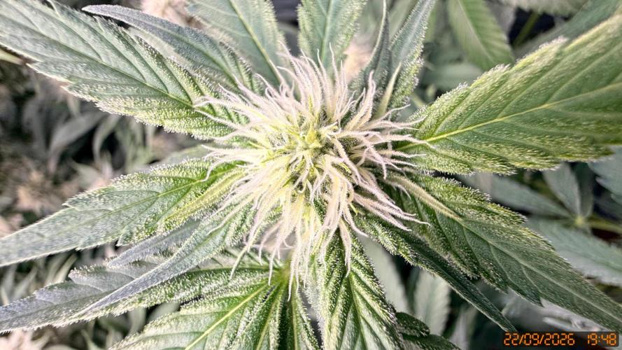 Girl Scoot Cookies as a beginner grower. Week 9