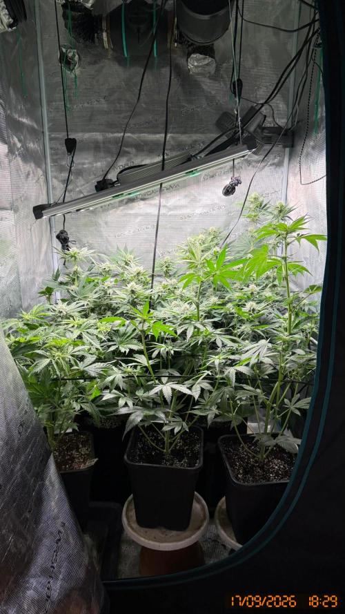 Girl Scoot Cookies as a beginner grower. Week 9