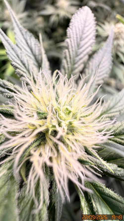 Girl Scoot Cookies as a beginner grower. Week 9
