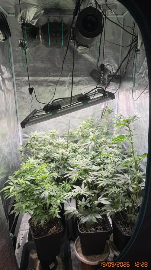Girl Scoot Cookies as a beginner grower. Week 9