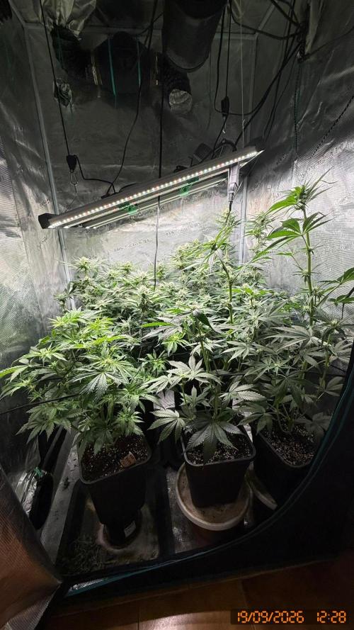 Girl Scoot Cookies as a beginner grower. Week 9