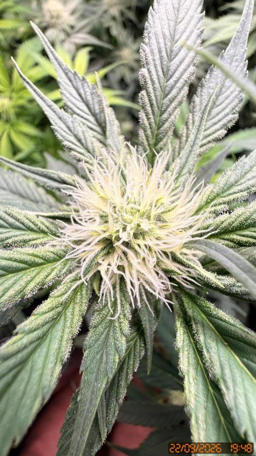 Girl Scoot Cookies as a beginner grower. Week 9